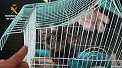 El Servicio de Protección de la Naturaleza (SEPRONA), en el marco de la Operación “PARUM”, ha procedido a la investigación de once personas, por supuestos delitos de tráfico de especies protegidas y estafa