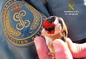 La Guardia Civil pone a disposición judicial a un individuo por capturar fringílidos. Es la primera persona puesta a disposición judicial en España por capturar jilgueros, en base a la directiva de la Unión Europea, relativa a la protección de las aves, que establece medidas para conservar las especies de aves que viven en estado salvaje,