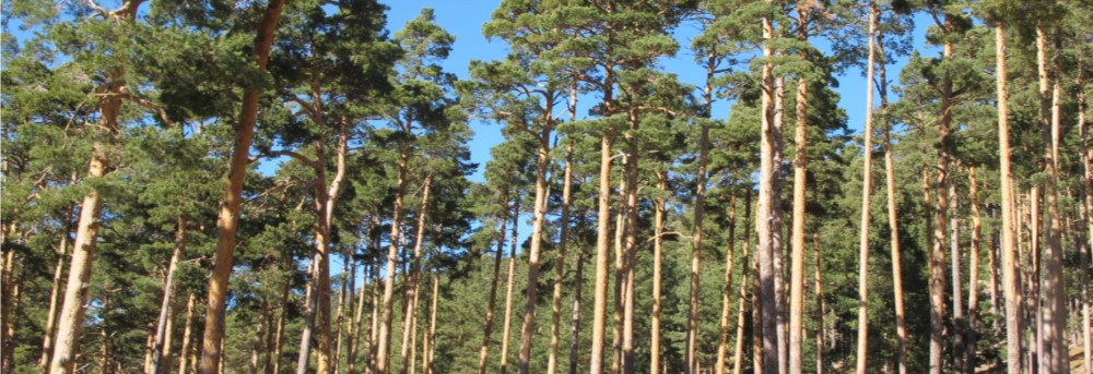pinos