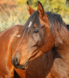 caballo 263x