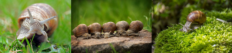 caracoles
