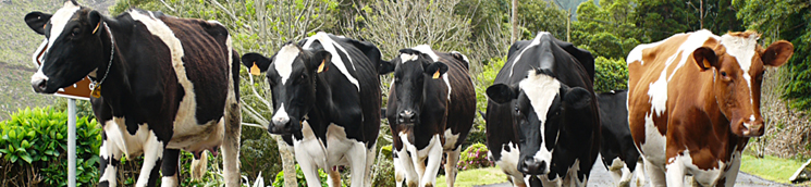 Rebaño de vacas